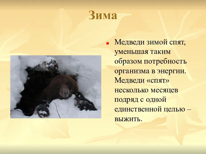Зима Медведи зимой спят, уменьшая таким образом потребность организма в