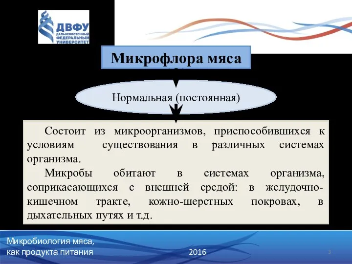 Микробиология мяса, как продукта питания 2016 Микрофлора мяса Нормальная (постоянная)