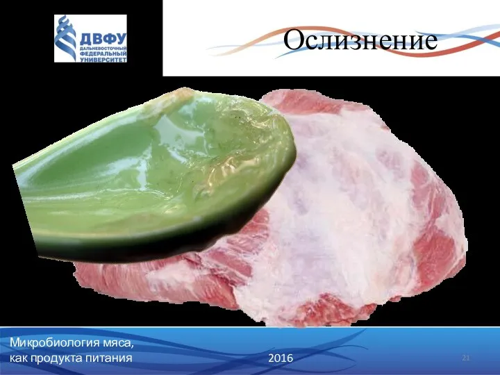 Ослизнение Микробиология мяса, как продукта питания 2016