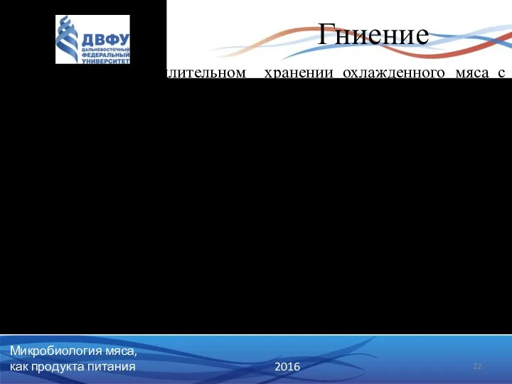 Гниение Микробиология мяса, как продукта питания 2016 Наступает при длительном