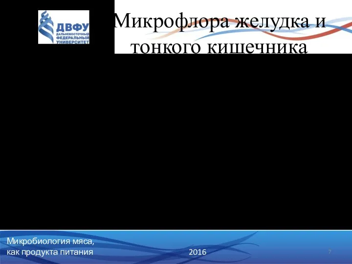 Микрофлора желудка и тонкого кишечника Немногочисленная, что объясняется неблагоприятными условиями