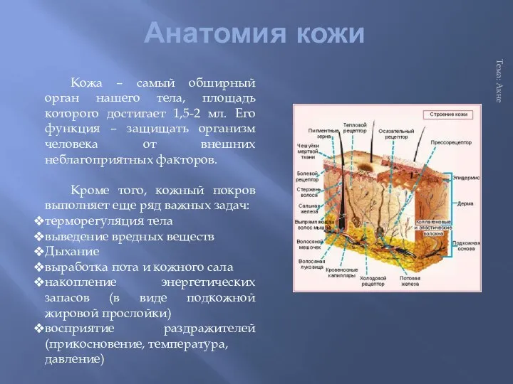 Анатомия кожи Тема: Акне Кожа – самый обширный орган нашего