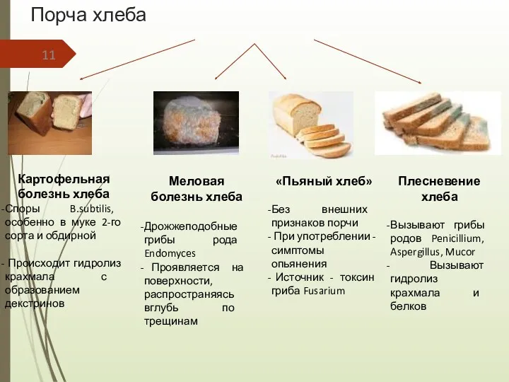 Порча хлеба Картофельная болезнь хлеба Споры B.subtilis, особенно в муке