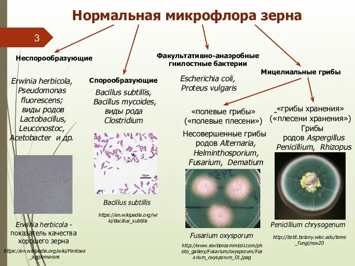 Нормальная микрофлора зерна Неспорообразующие Спорообразующие Факультативно-анаэробные гнилостные бактерии Мицелиальные грибы