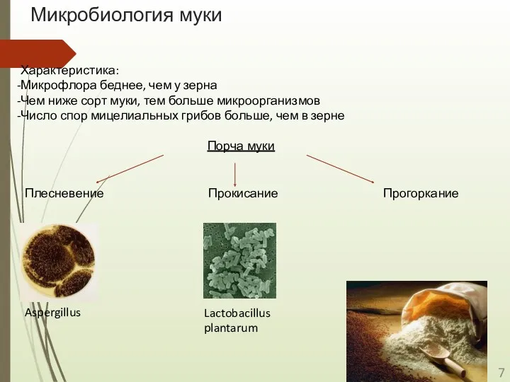 Микробиология муки Характеристика: Микрофлора беднее, чем у зерна Чем ниже