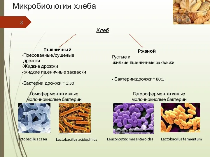 Микробиология хлеба Хлеб Пшеничный Пресованные/сушеные дрожжи Жидкие дрожжи жидкие пшеничные