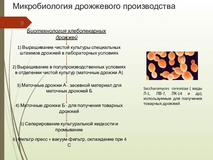 Микробиология дрожжевого производства Биотехнология хлебопекарных дрожжей 1) Выращивание чистой культуры