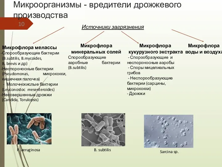Микроорганизмы - вредители дрожжевого производства Источники загрязнения Микрофлора мелассы Спорообразующие