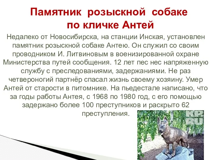 Недалеко от Новосибирска, на станции Инская, установлен памятник розыскной собаке Антею. Он служил