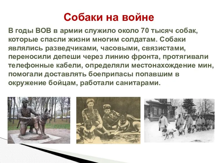 Собаки на войне В годы ВОВ в армии служило около 70 тысяч собак,