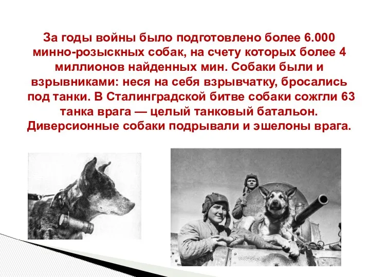 За годы войны было подготовлено более 6.000 минно-розыскных собак, на счету которых более