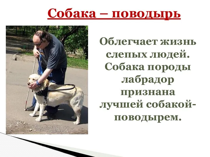 Собака – поводырь Облегчает жизнь слепых людей. Собака породы лабрадор признана лучшей собакой-поводырем.