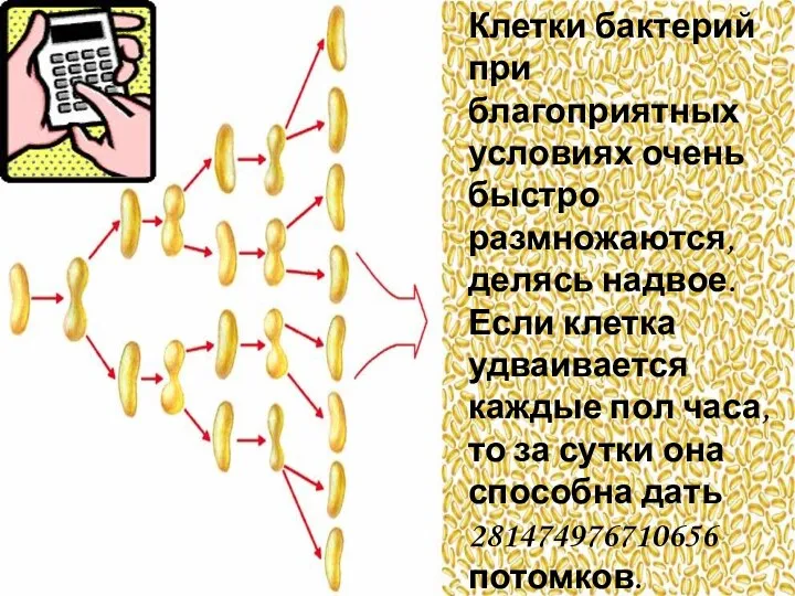 Клетки бактерий при благоприятных условиях очень быстро размножаются, делясь надвое.