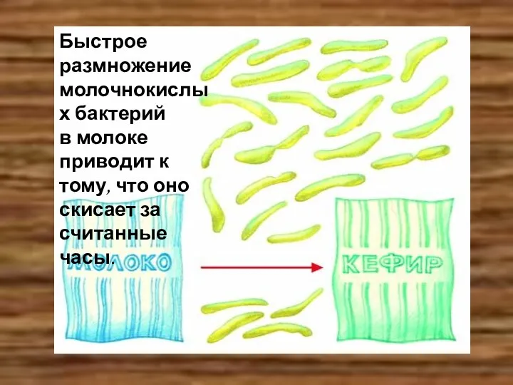 Быстрое размножение молочнокислых бактерий в молоке приводит к тому, что оно скисает за считанные часы.