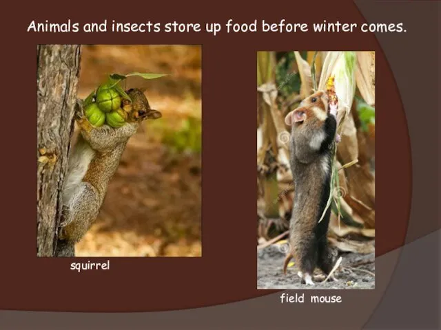 Animals and insects store up food before winter comes. field mouse squirrel