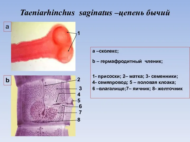 Taeniarhinchus saginatus –цепень бычий а b 1 2 3 4 5 7 8