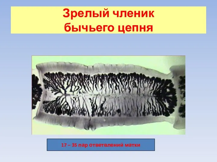 Зрелый членик бычьего цепня 17 – 35 пар ответвлений матки