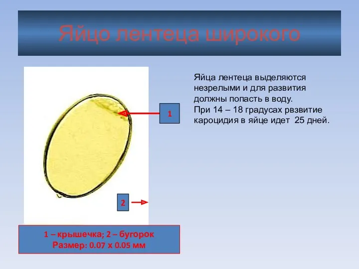 Яйцо лентеца широкого 1 2 1 – крышечка; 2 – бугорок Размер: 0.07