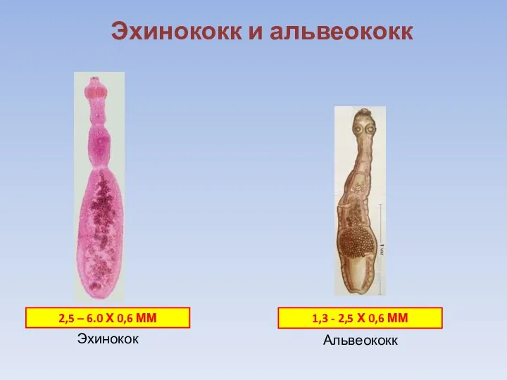 Эхинококк и альвеококк 2,5 – 6.0 Х 0,6 ММ 1,3 - 2,5 Х