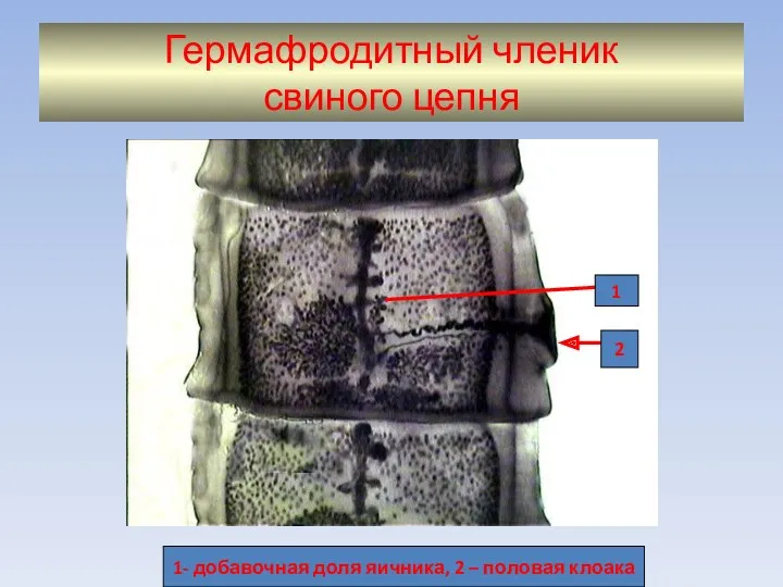 Гермафродитный членик свиного цепня 1 2 1- добавочная доля яичника, 2 – половая клоака