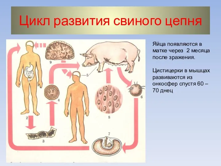 Цикл развития свиного цепня Яйца появляются в матке через 2 месяца после зражения.