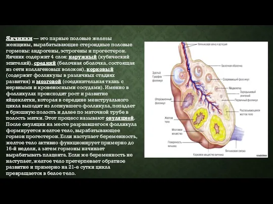 Яичники — это парные половые железы женщины, вырабатывающие стероидные половые