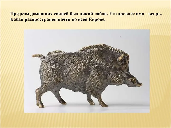 Предком домашних свиней был дикий кабан. Его древнее имя - вепрь. Кабан распространен