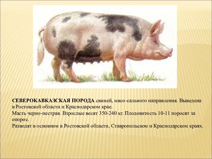 СЕВЕРОКАВКАЗСКАЯ ПОРОДА свиней, мясо-сального направления. Выведена в Ростовской области и Краснодарском крае. Масть