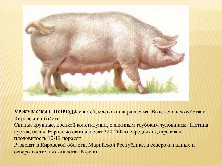 УРЖУМСКАЯ ПОРОДА свиней, мясного направления. Выведена в хозяйствах Кировской области. Свиньи крупные, крепкой