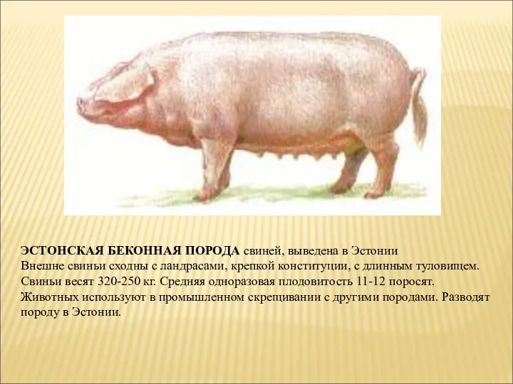 ЭСТОНСКАЯ БЕКОННАЯ ПОРОДА свиней, выведена в Эстонии Внешне свиньи сходны с ландрасами, крепкой
