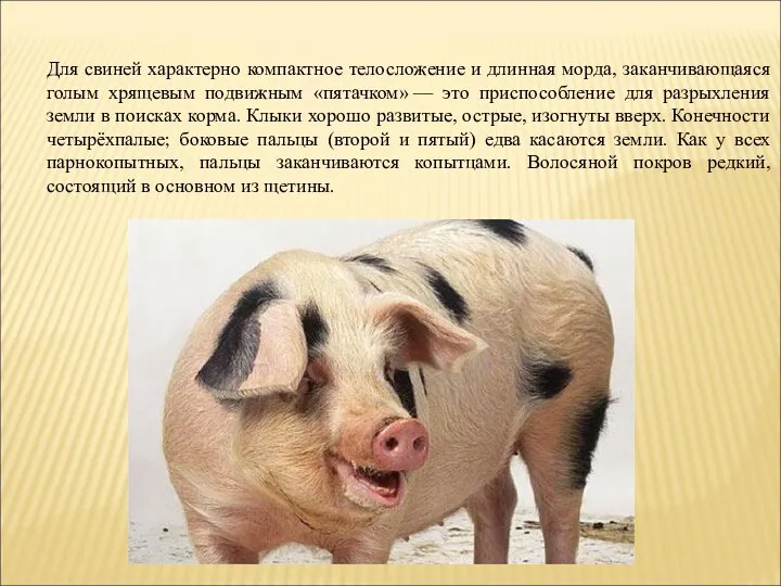 Для свиней характерно компактное телосложение и длинная морда, заканчивающаяся голым хрящевым подвижным «пятачком»