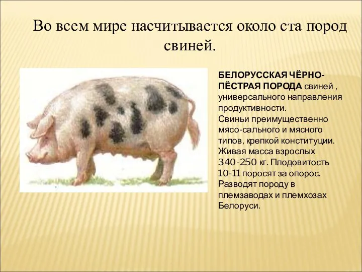 Во всем мире насчитывается около ста пород свиней. БЕЛОРУССКАЯ ЧЁРНО-ПЁСТРАЯ ПОРОДА свиней ,