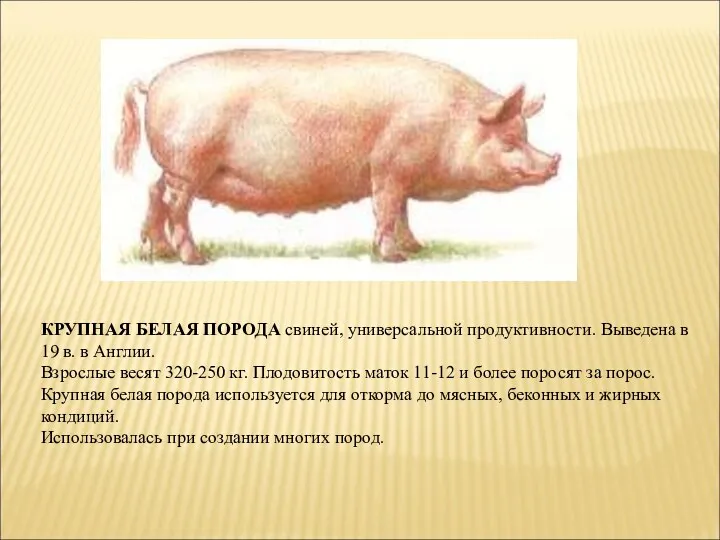 КРУПНАЯ БЕЛАЯ ПОРОДА свиней, универсальной продуктивности. Выведена в 19 в. в Англии. Взрослые