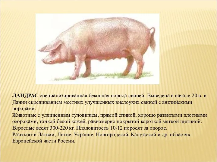 ЛАНДРАС специализированная беконная порода свиней. Выведена в начале 20 в. в Дании скрещиванием
