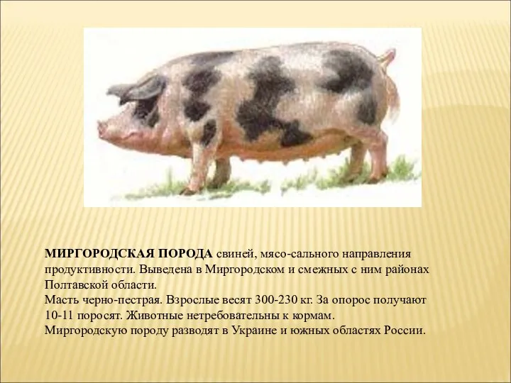 МИРГОРОДСКАЯ ПОРОДА свиней, мясо-сального направления продуктивности. Выведена в Миргородском и смежных с ним