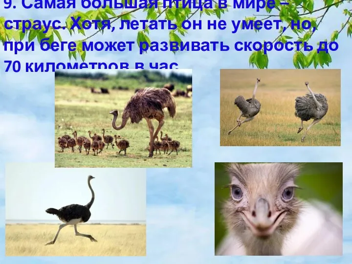 9. Самая большая птица в мире – страус. Хотя, летать