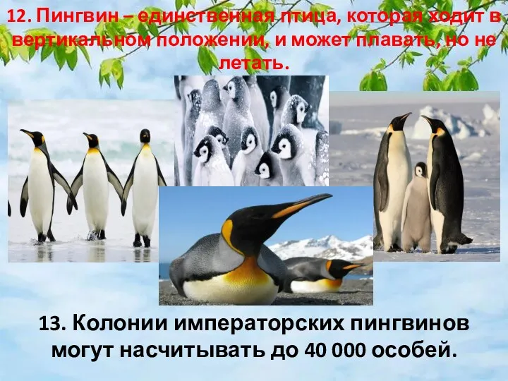 12. Пингвин – единственная птица, которая ходит в вертикальном положении,