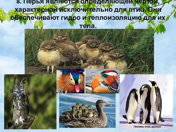 8. Перья являются определяющей чертой, характерной исключительно для птиц. Они