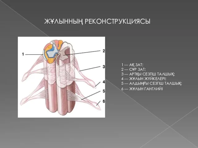 ЖҰЛЫННЫҢ РЕКОНСТРУКЦИЯСЫ 1 — АҚ ЗАТ; 2 — СҰР ЗАТ;