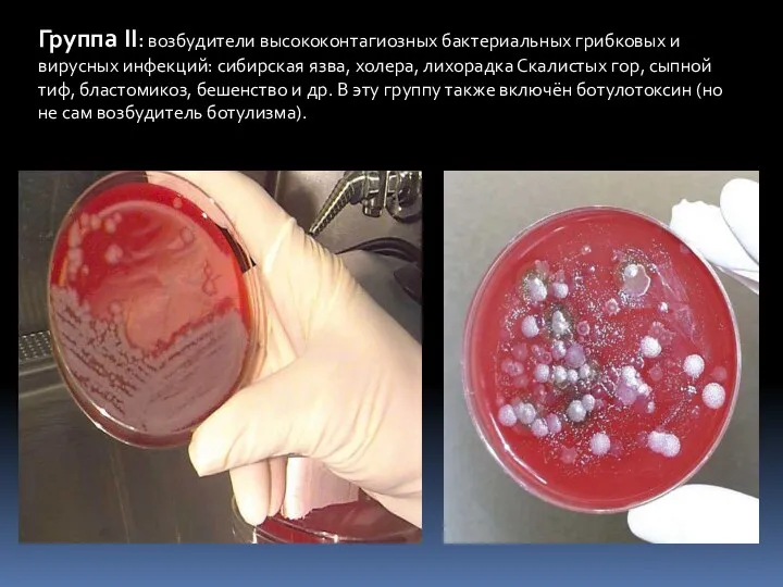 Группа II: возбудители высококонтагиозных бактериальных гриб­ковых и вирусных инфекций: сибирская