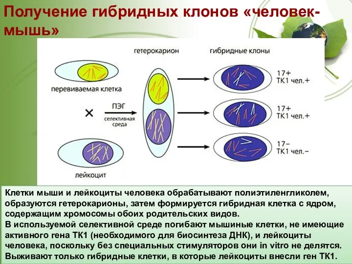 Получение гибридных клонов «человек-мышь» http://vivovoco.astronet.ru/VV/JOURNAL/NATURE/06_07/INST-3.HTM Клетки мыши и лейкоциты человека обрабатывают полиэтиленгликолем, образуются