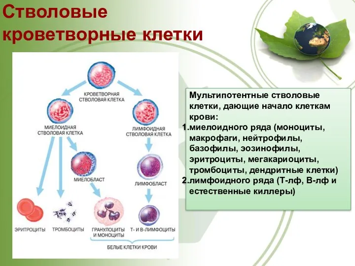 Стволовые кроветворные клетки Мультипотентные стволовые клетки, дающие начало клеткам крови: миелоидного ряда (моноциты,