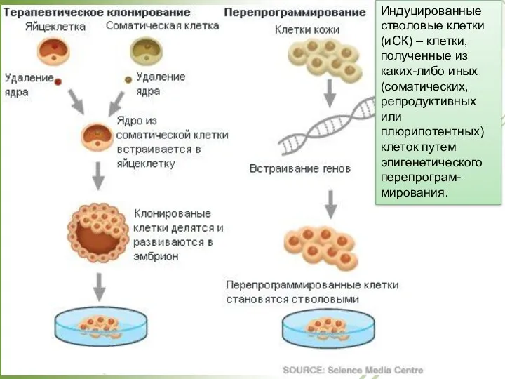 Индуцированные стволовые клетки (иСК) – клетки, полученные из каких-либо иных (соматических, репродуктивных или