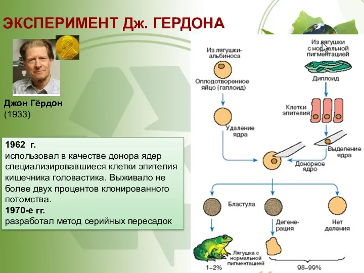 ЭКСПЕРИМЕНТ Дж. ГЕРДОНА Джон Гёрдон (1933) 1962 г. использовал в качестве донора ядер