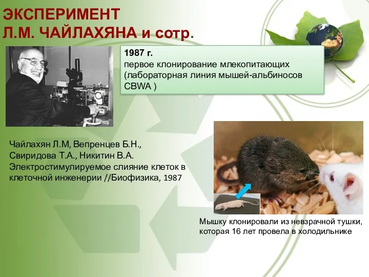ЭКСПЕРИМЕНТ Л.М. ЧАЙЛАХЯНА и сотр. 1987 г. первое клонирование млекопитающих (лабораторная линия мышей-альбиносов