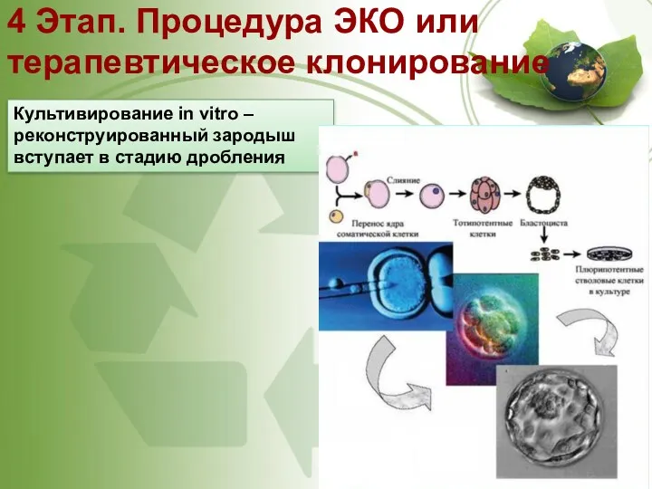 4 Этап. Процедура ЭКО или терапевтическое клонирование Культивирование in vitro – реконструированный зародыш