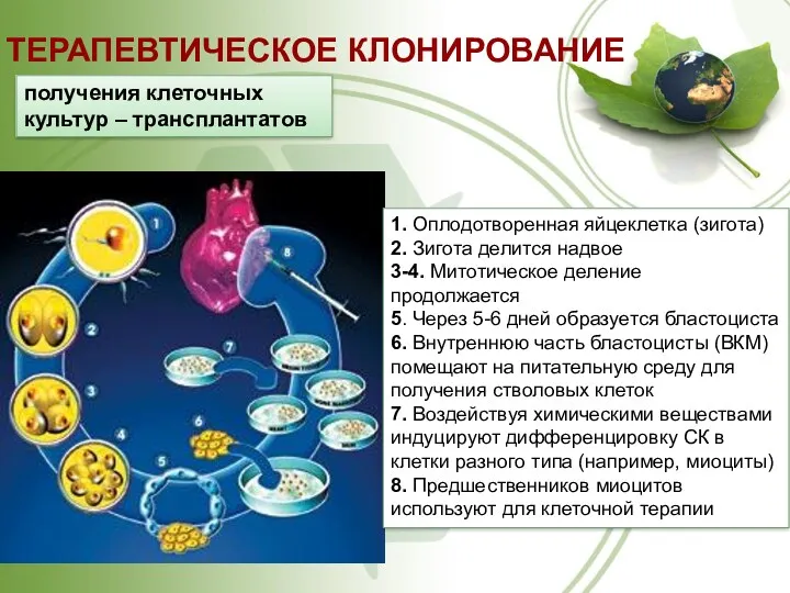 ТЕРАПЕВТИЧЕСКОЕ КЛОНИРОВАНИЕ получения клеточных культур – трансплантатов 1. Оплодотворенная яйцеклетка (зигота) 2. Зигота