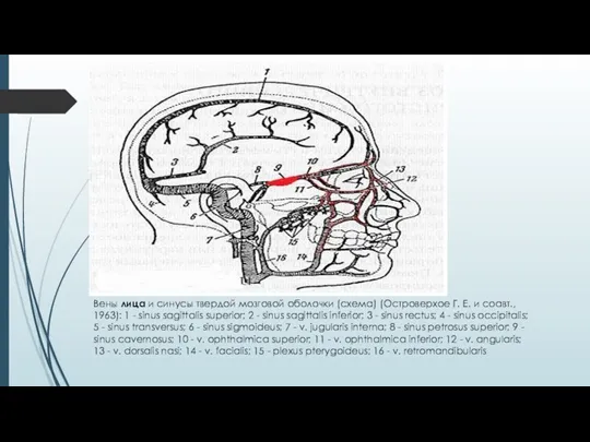 Вены лица и синусы твердой мозговой оболочки (схема) (Ост­роверхое Г.