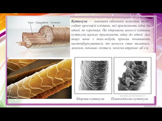 Кутикула — зовнішня оболонка волосини являє собою ороговілі клітини, які