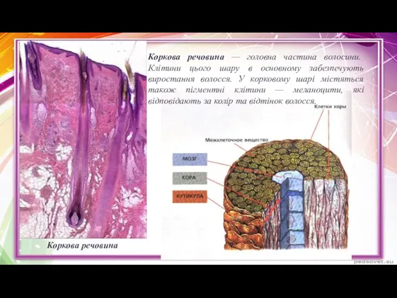 Коркова речовина — головна частина волосини. Клітини цього шару в